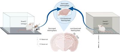 Lateralized Changes in Language Associated Auditory and Somatosensory Cortices in Autism